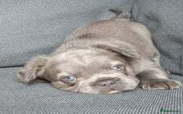 French Bulldog dogs for sale: Fluffy French bulldogs - Image 11