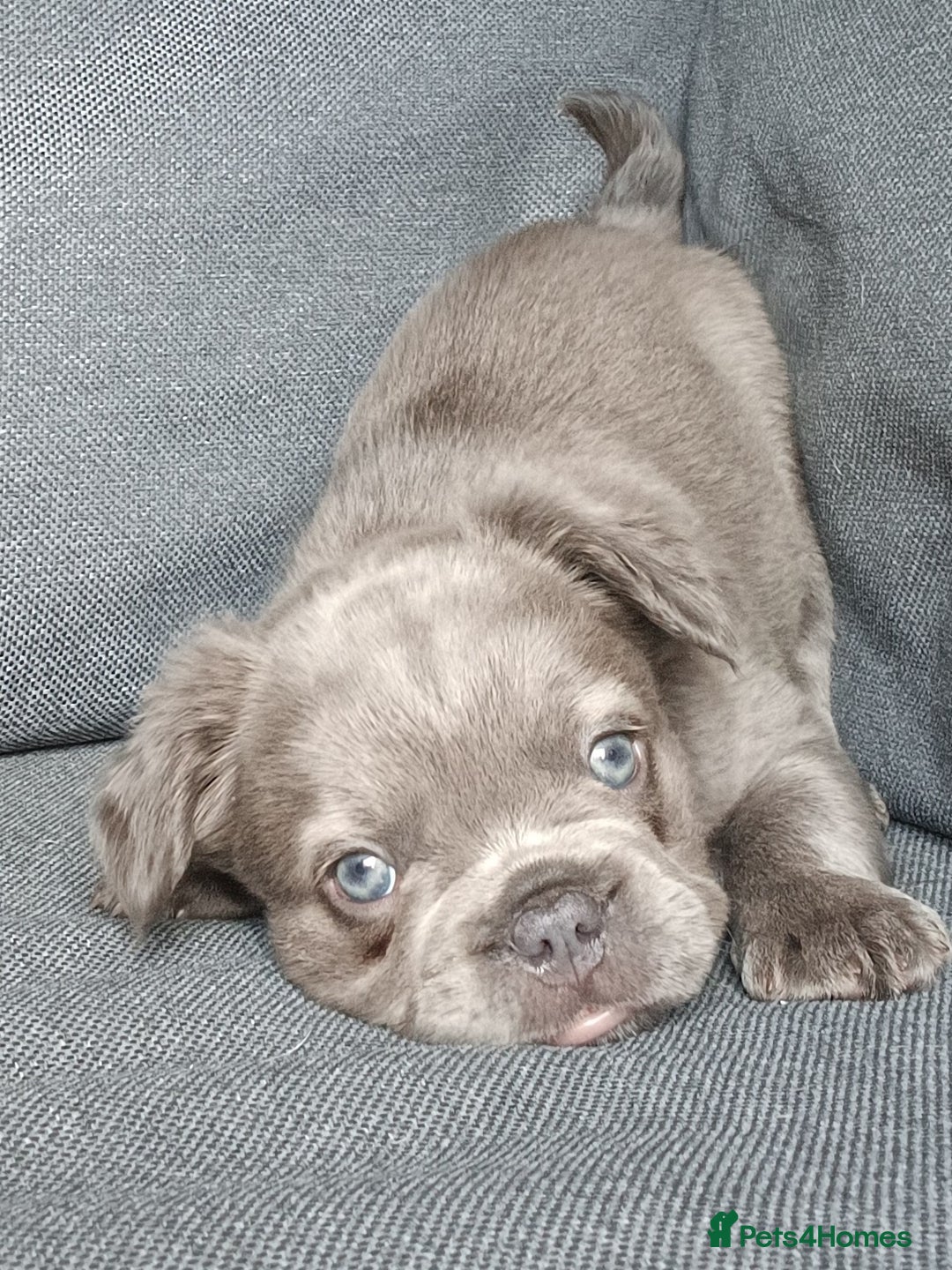 French Bulldog dogs for sale: Fluffy French bulldogs - Image 11