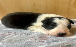 Border Collie dogs for sale: Traditional rough coated border collie puppy - Image 2