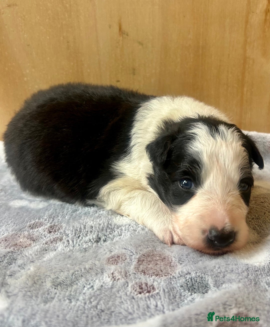 Border Collie dogs for sale: Traditional rough coated border collie puppy - Image 2