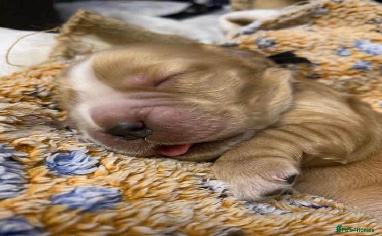 Cocker Spaniel dogs - Advert 8