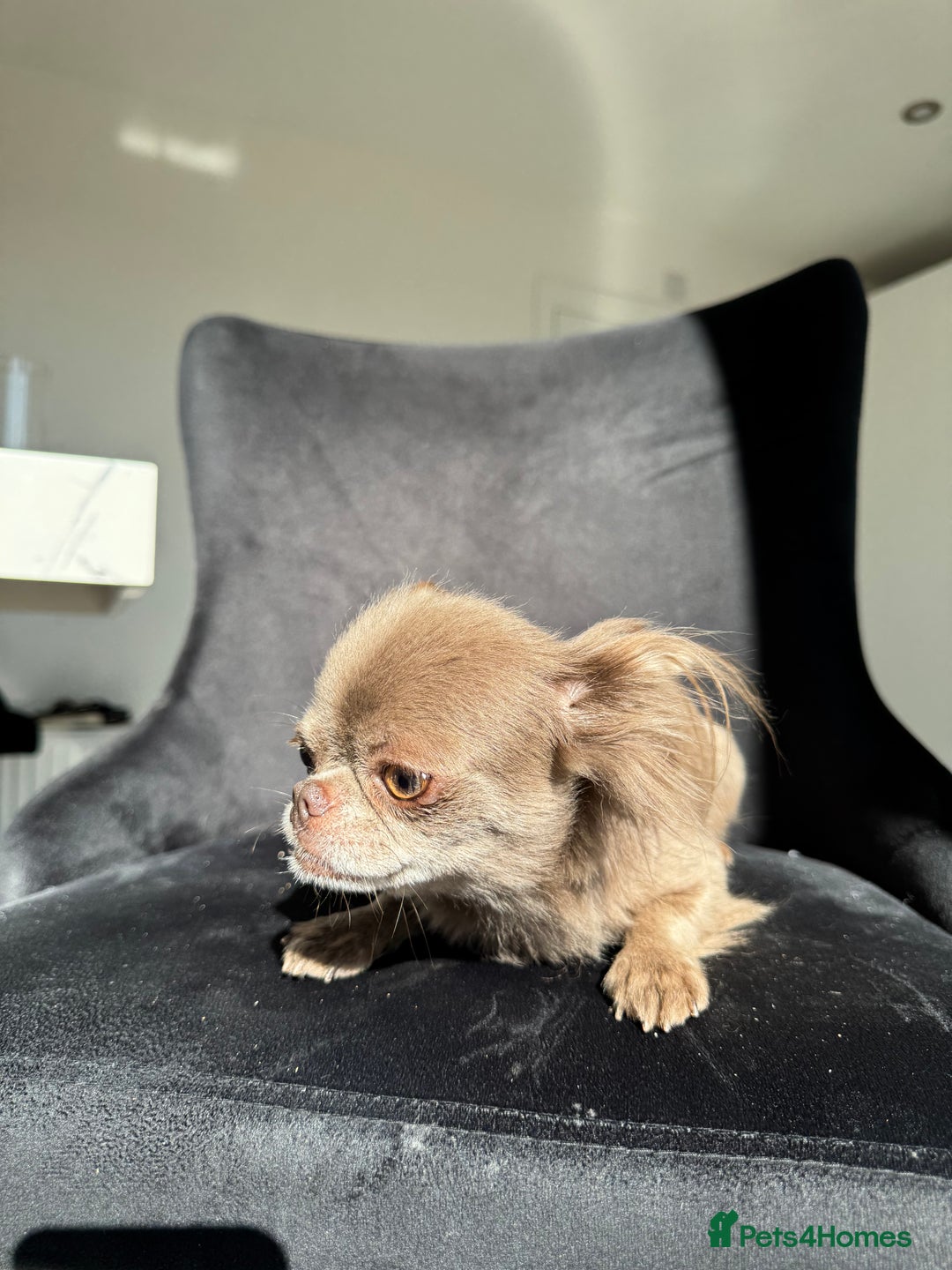 Chihuahua dogs for sale: Long haired lilac chihuahua girl - Image 5