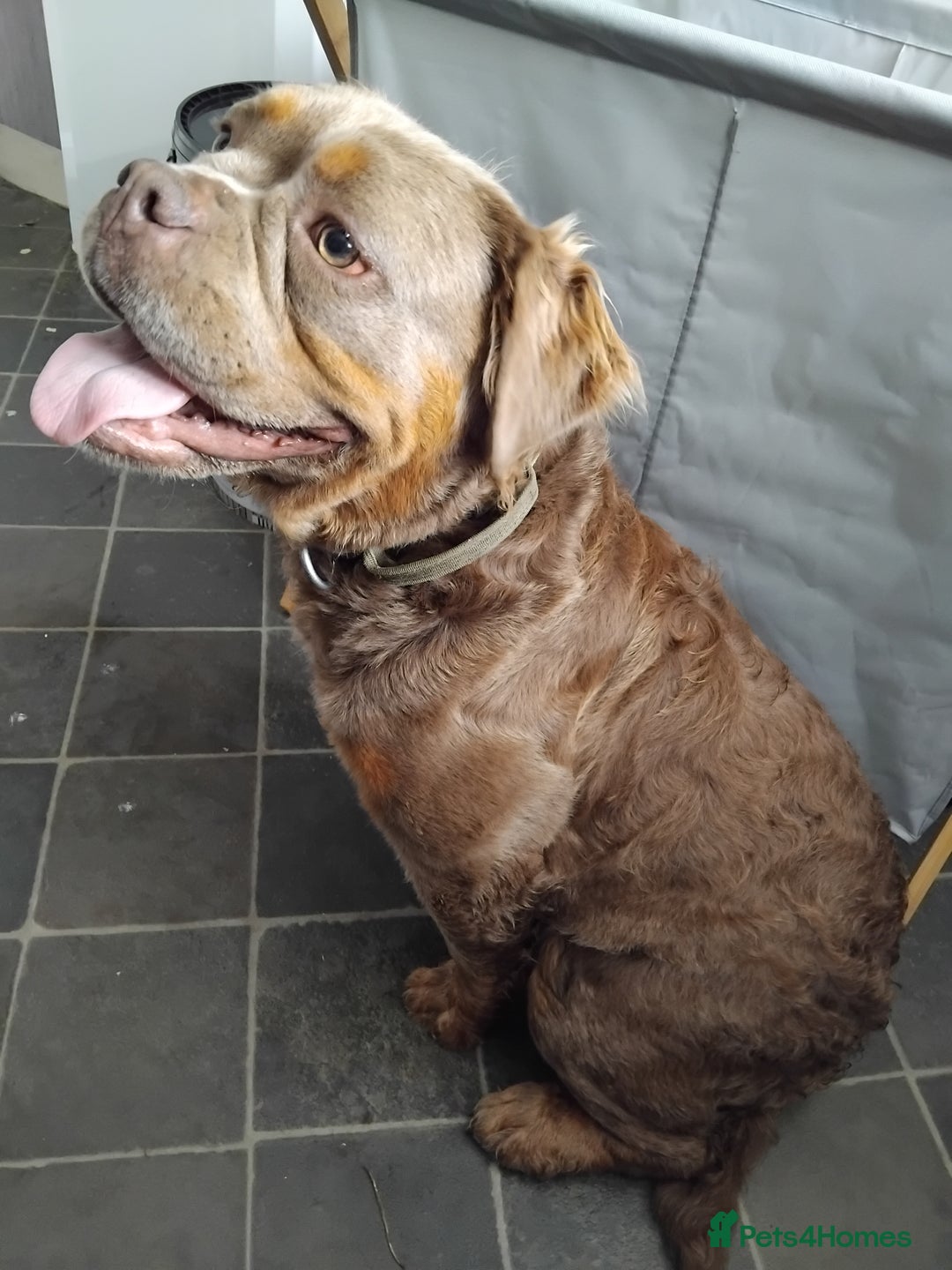 Olde English Bulldogge dogs for sale: Fluffy female nebbr reg - Image 3