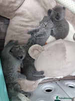 British Shorthair cats - Advert 15