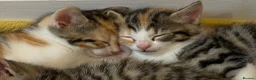 Mixed Breed cats for sale: Adorable Kittens  Little Fox Girls & 1 Cartoon Boy - Advert 3