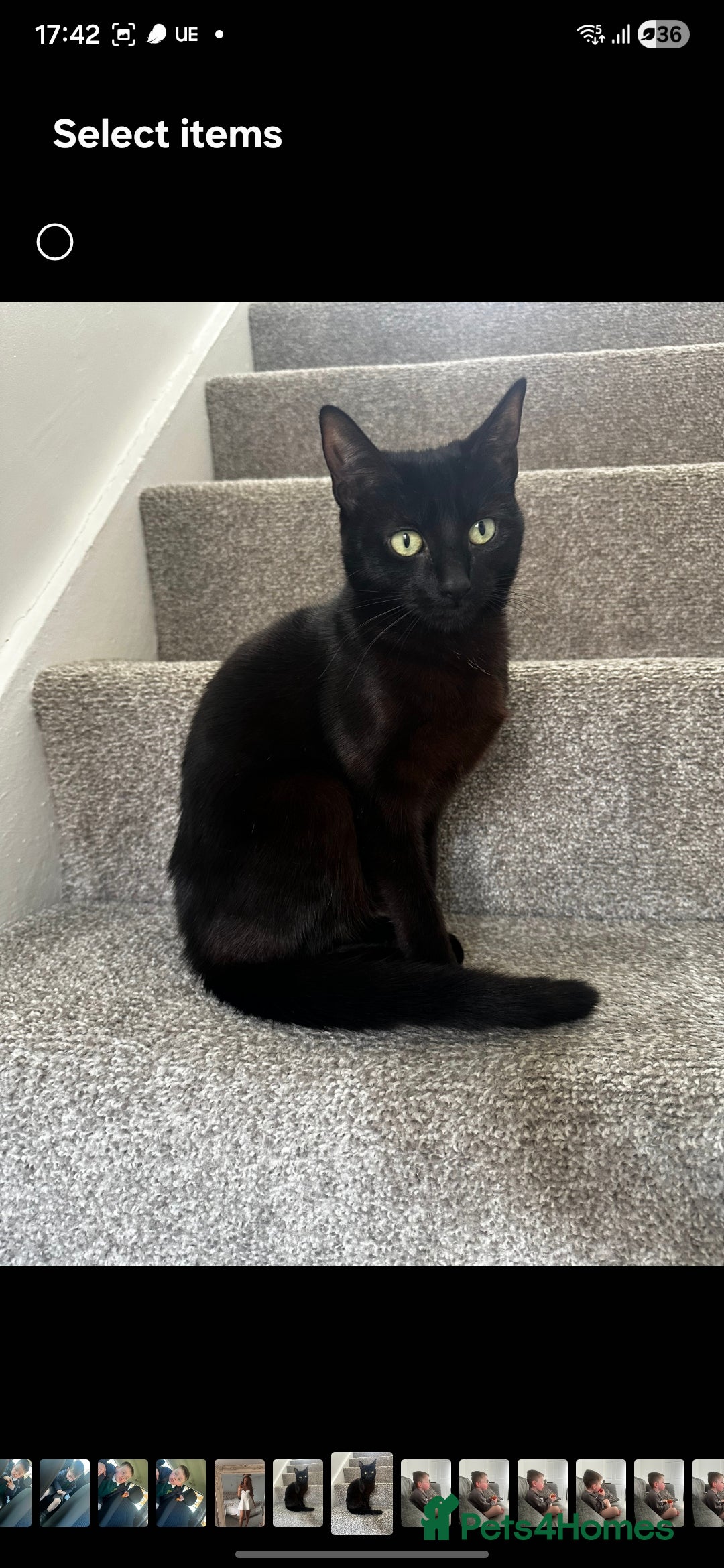 Mixed Breed cats for sale: Daisy and Derek - Advert 4