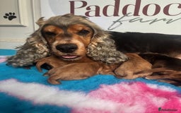 Cockapoo dogs for sale: ✨ Superb F1 Cockapoo pups ✨ - Image 1