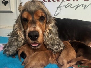 Cockapoo dogs - Advert 5