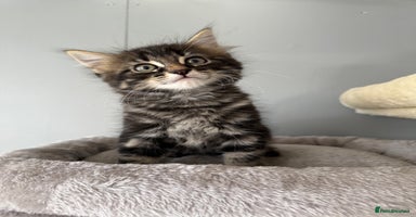 Maine Coon cats - Advert 7