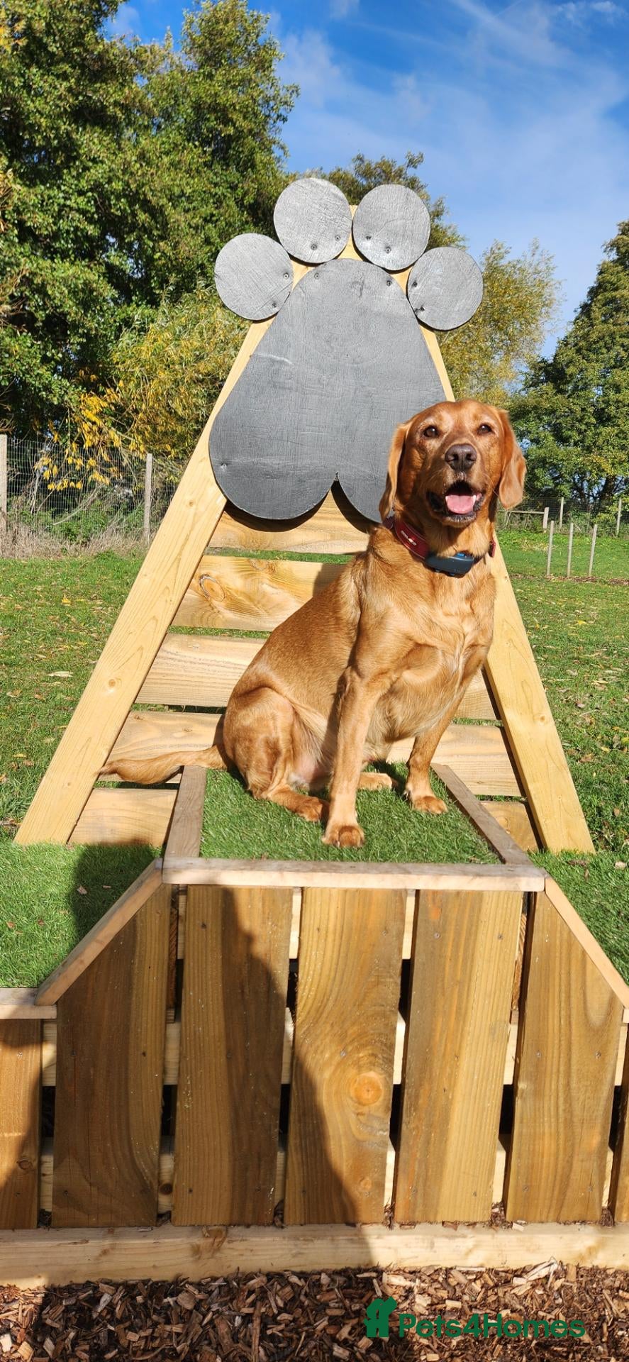Cockerdor dogs for sale: Bodhi - Advert 1