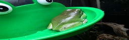 Frog reptiles for sale: 2 Whites Tree Frogs plus full set up - Advert 3