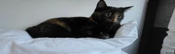 Mixed Breed cats for sale: Tortoise shell female spayed cat - Advert 7
