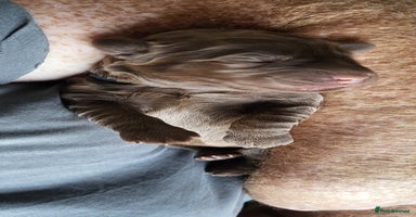 Australian Labradoodle dogs - Advert 6