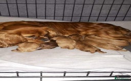 Cavapoo dogs for stud: Extensively Heath Tested Deep Red Min Poodle in Mansfield - Image 26