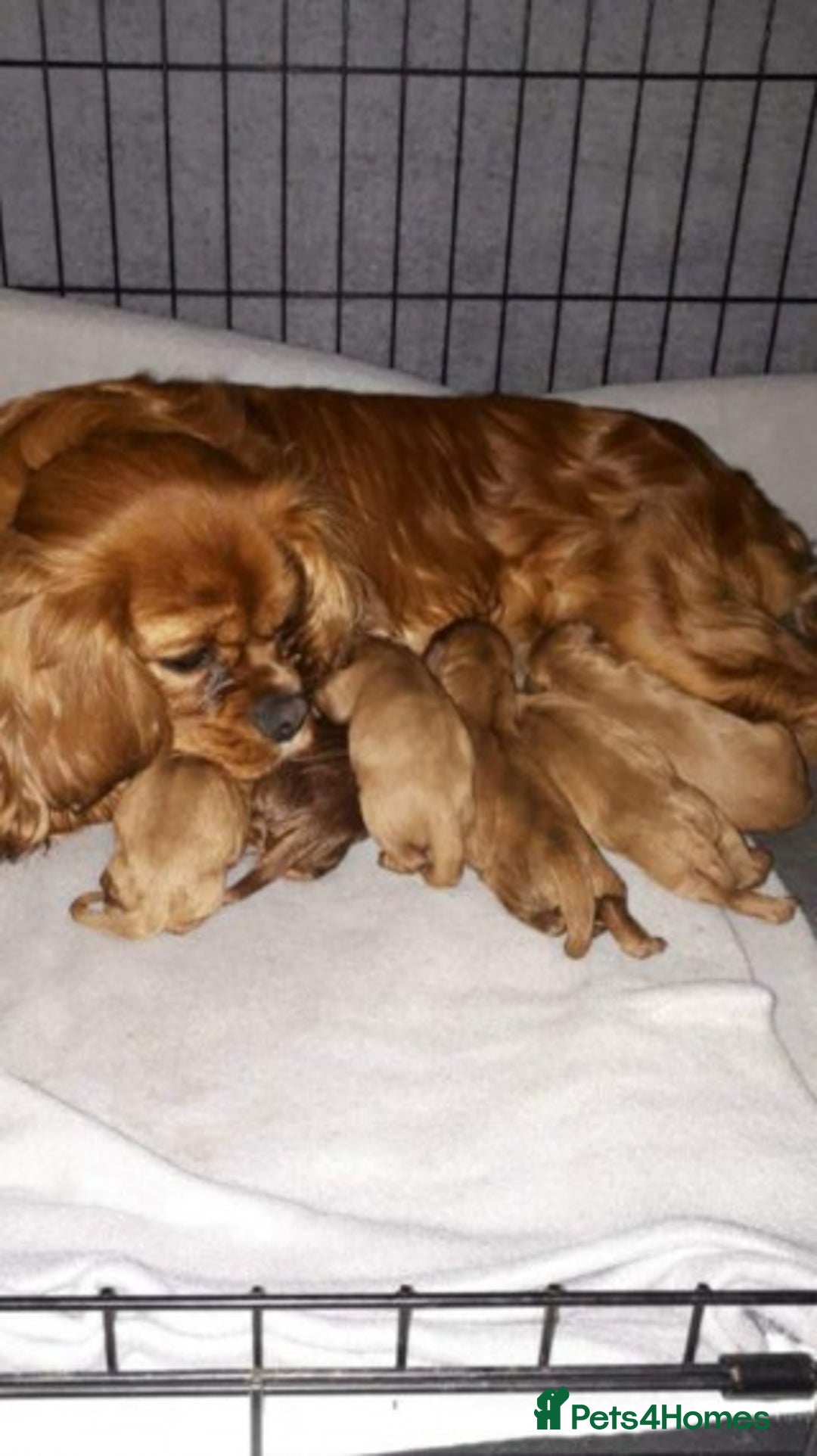 Cavapoo dogs for stud: Extensively Heath Tested Deep Red Min Poodle in Mansfield - Image 26