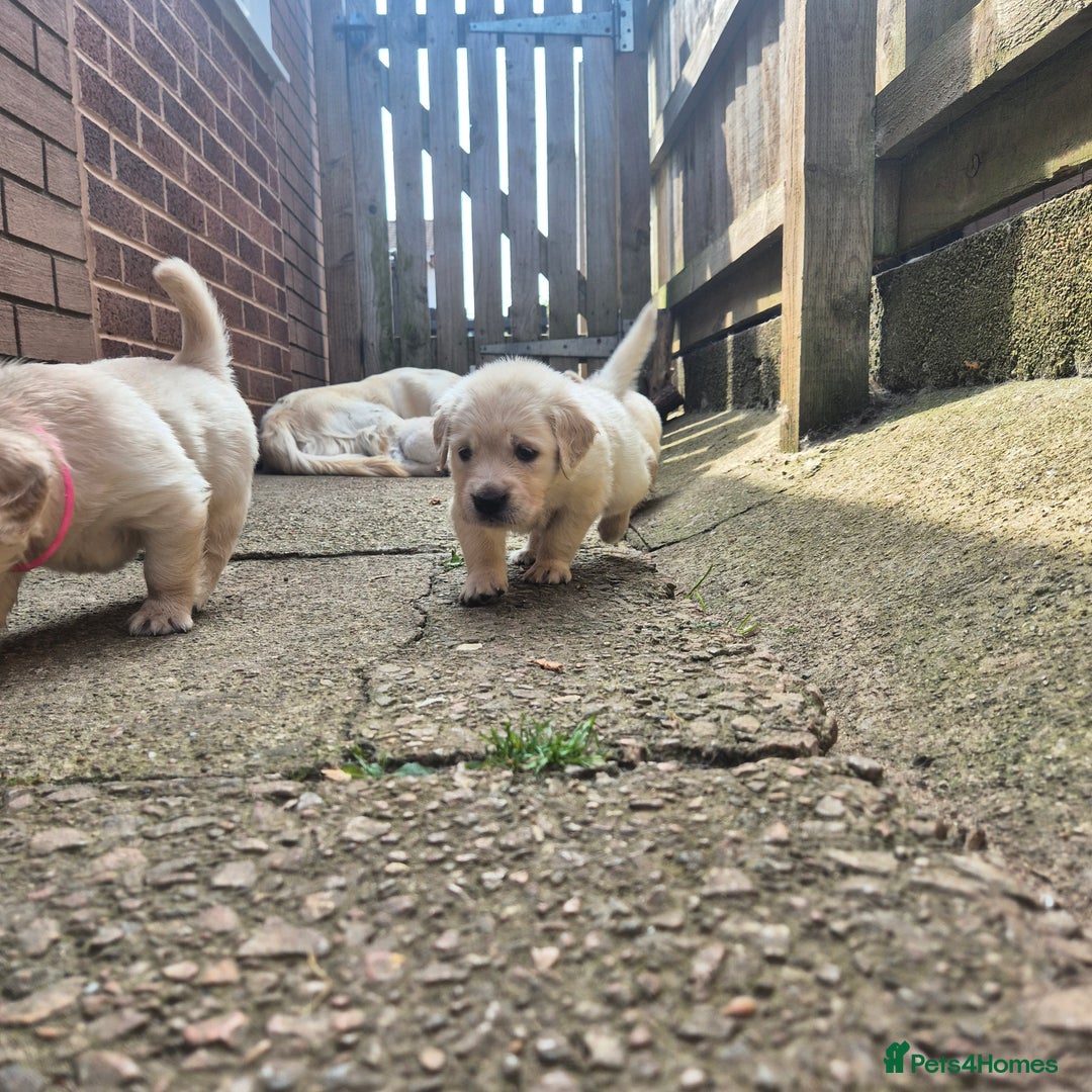 Golden Retriever dogs for sale: Beautiful golden retriever pupoies - Image 16