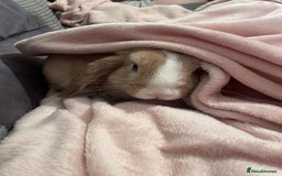 Mini Lop rabbits for sale: Mini lop  - Image 3