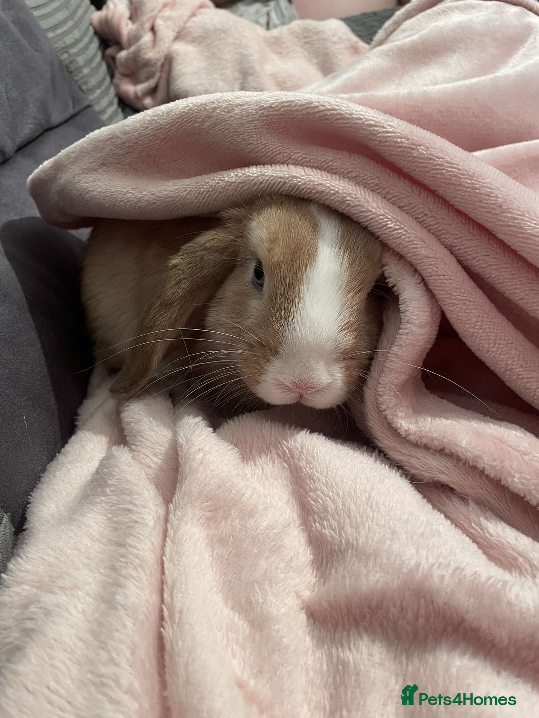 Mini Lop rabbits for sale: Mini lop  - Image 3