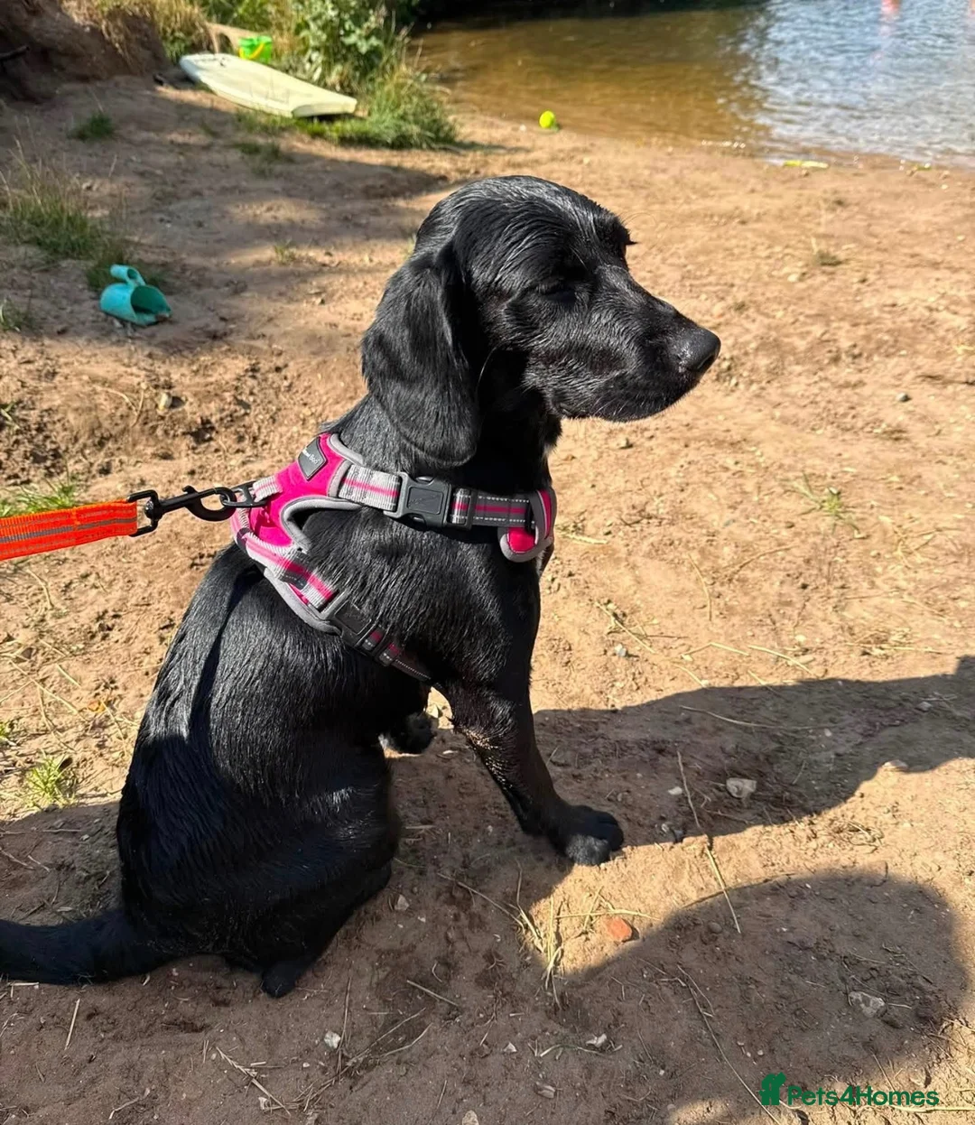 Springador dogs for sale: Lola  - Advert 2