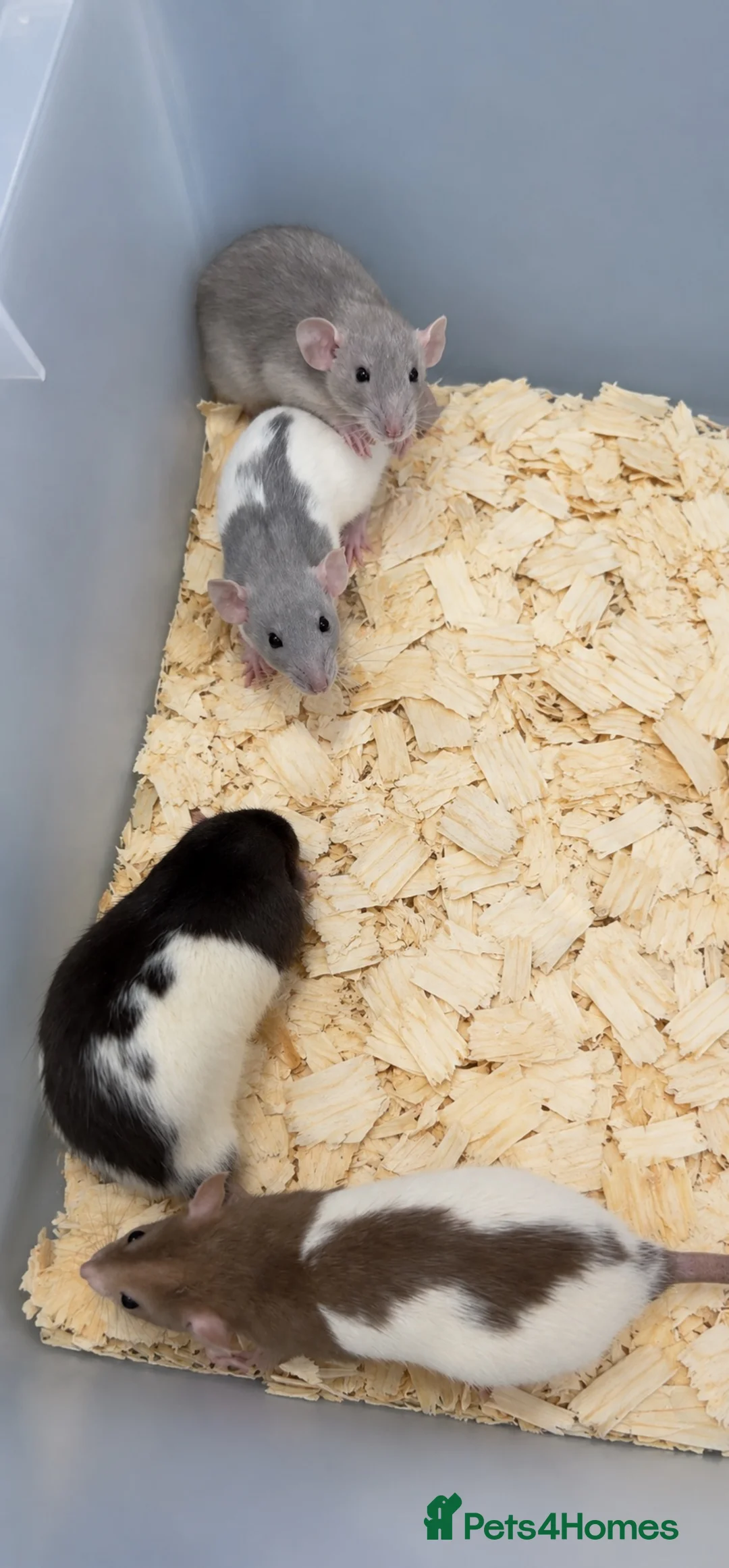 Rat rodents for sale: Dumbo rats for sale  - Advert 3