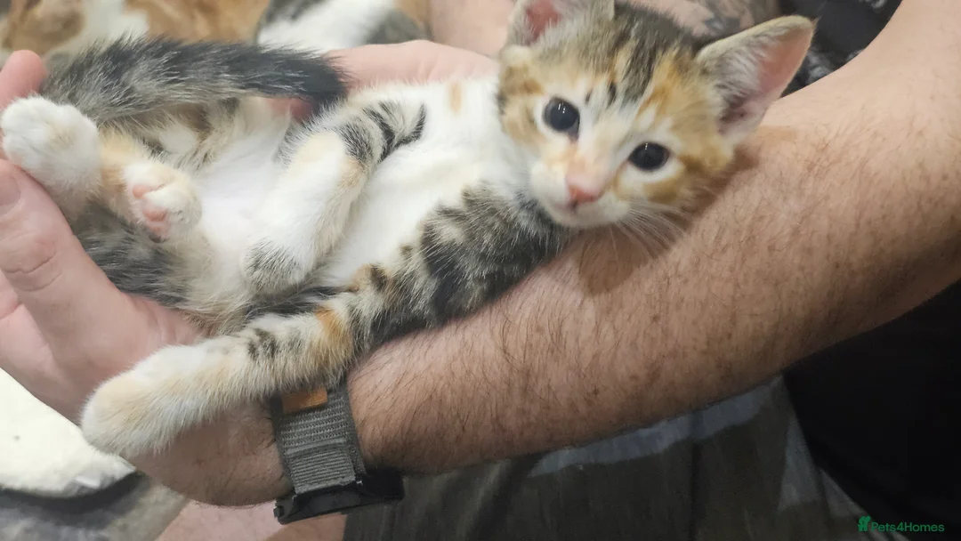 Mixed Breed cats for sale: Beautiful female kittens for sale  in Walsall - Advert 2