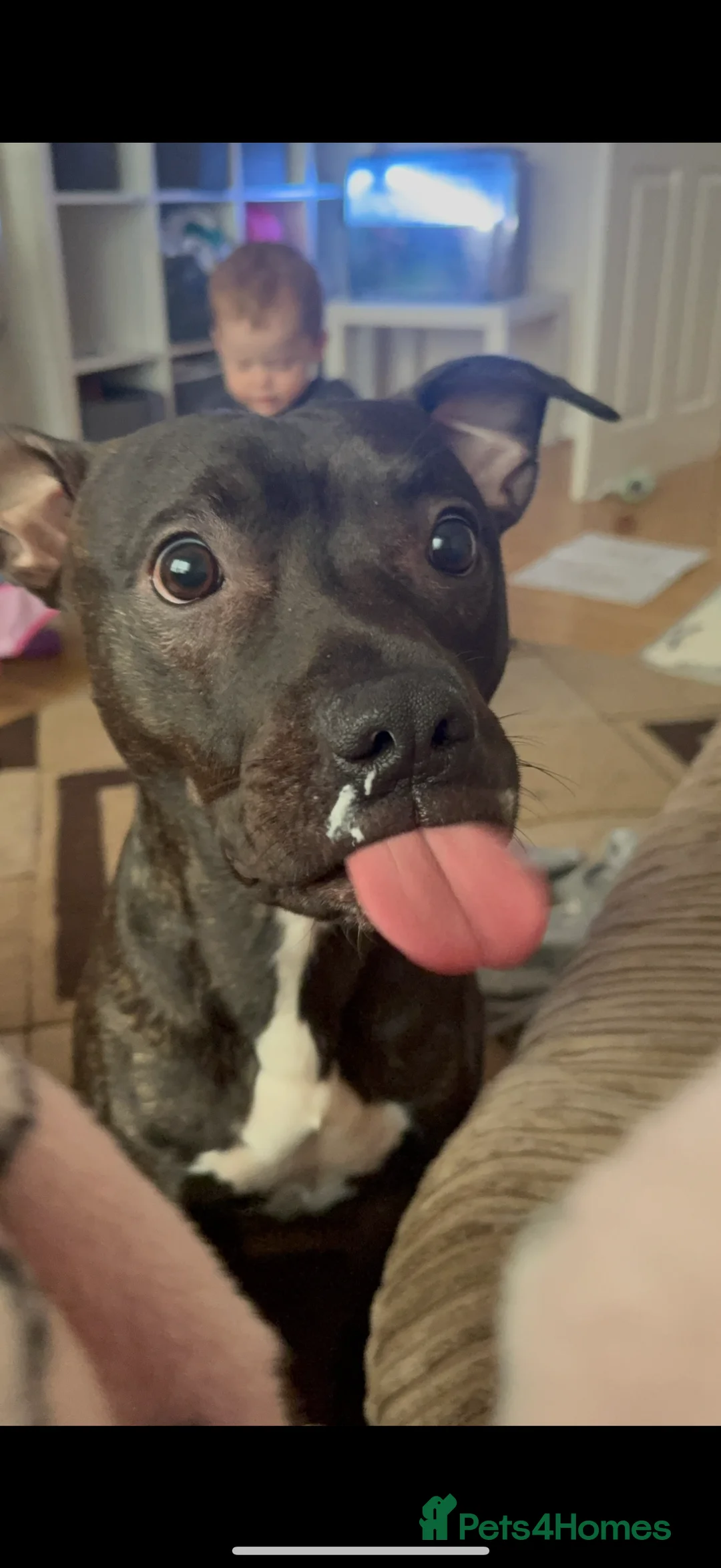 Mixed Breed dogs for sale: Brindle Staffordshire bull terrier cross  - Advert 2