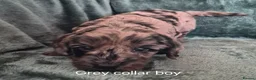 Labradoodle dogs for sale: Labradoodle pups F1B - Advert 4