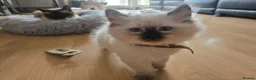 Ragdoll cats for sale: Ragamese ragdoll Siamese kittens  - Advert 19