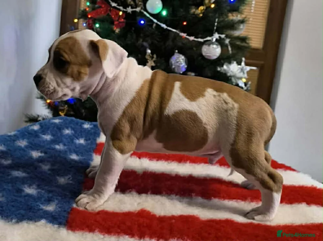 Staffordshire Bull Terrier dogs for sale: ❤️ beautiful Staffordshire puppies 🐶 - Advert 9