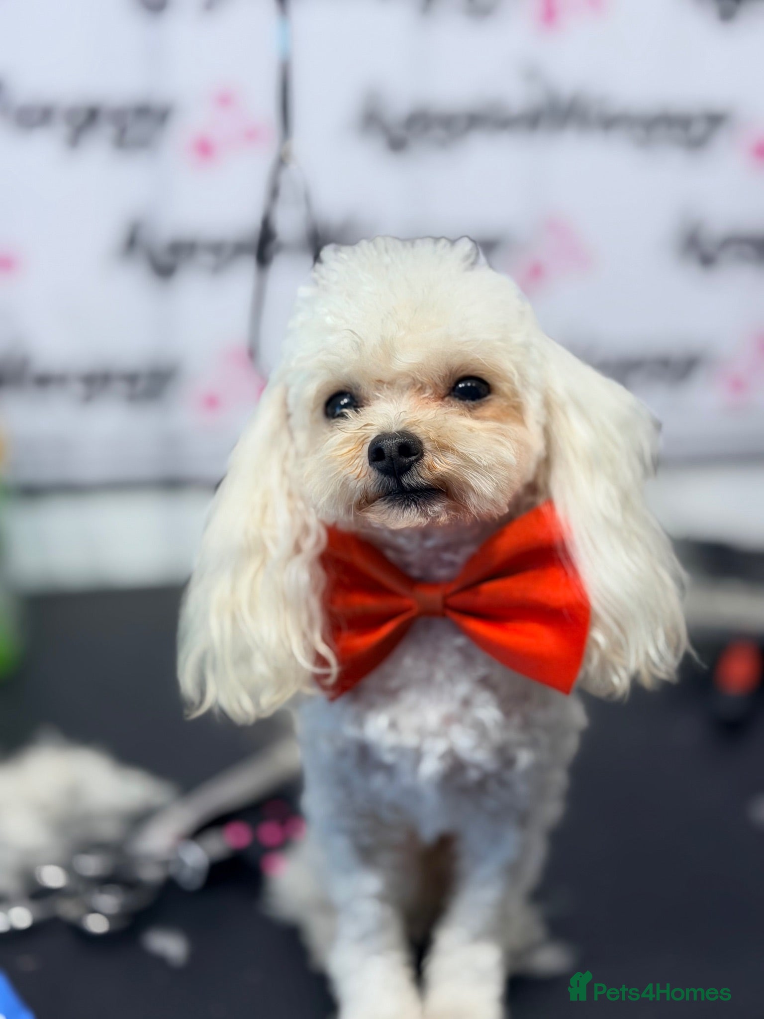 Toy Poodle dogs Asian Toy Poodle for Stud - Advert 3
