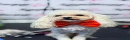 Toy Poodle dogs for stud: Asian Toy Poodle for Stud - Advert 1