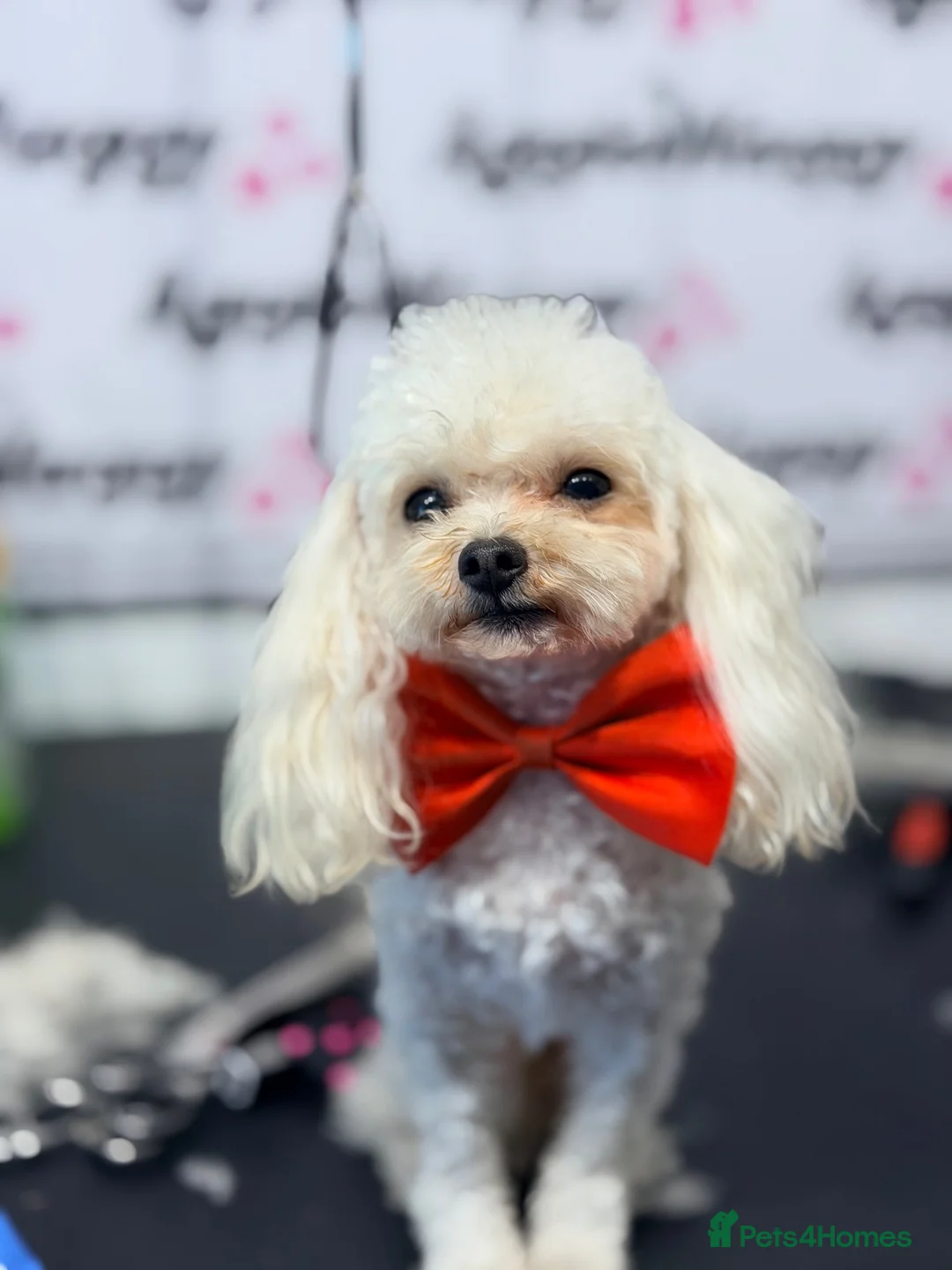 Toy Poodle dogs for stud: Asian Toy Poodle for Stud - Advert 1