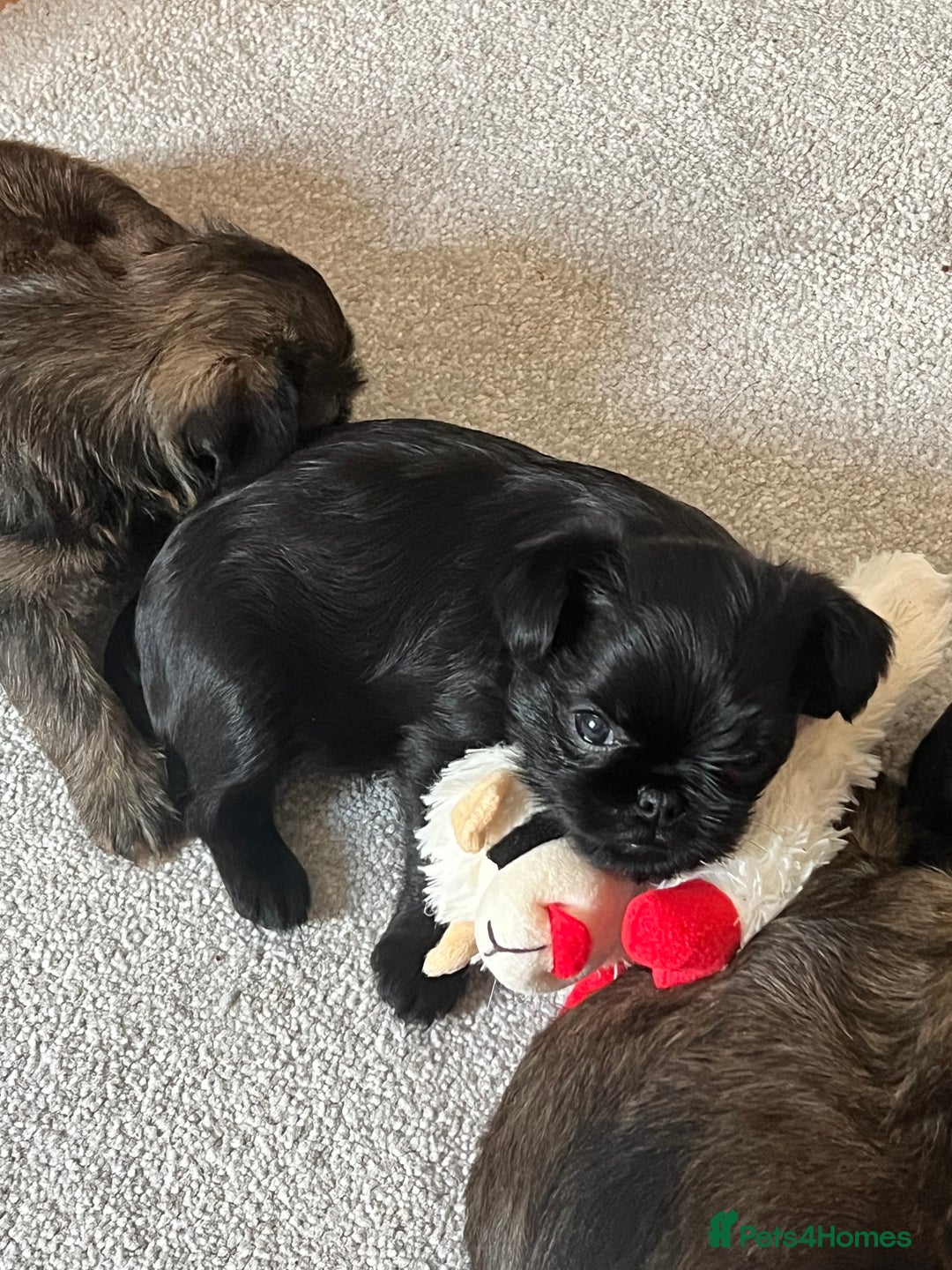 Griffon Bruxellois dogs for sale: Griffon Bruxellois Puppies - Image 12