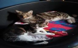 Mixed Breed cats for sale: READY TO LEAVE 4 gorgeous kittens for sale - Image 6