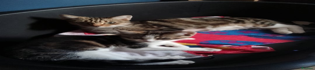 Mixed Breed Kitten 3