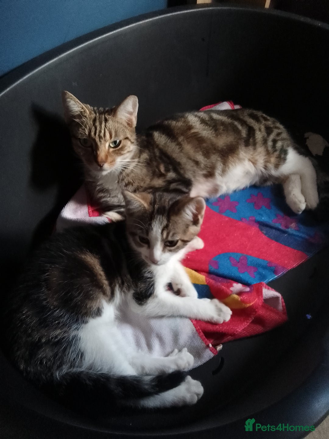 Mixed Breed cats for sale: READY TO LEAVE 4 gorgeous kittens for sale - Image 6