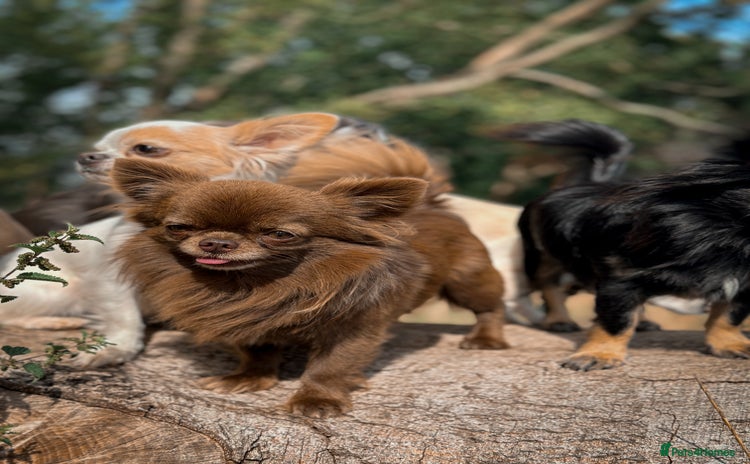Chihuahua dogs in London - Advert 13