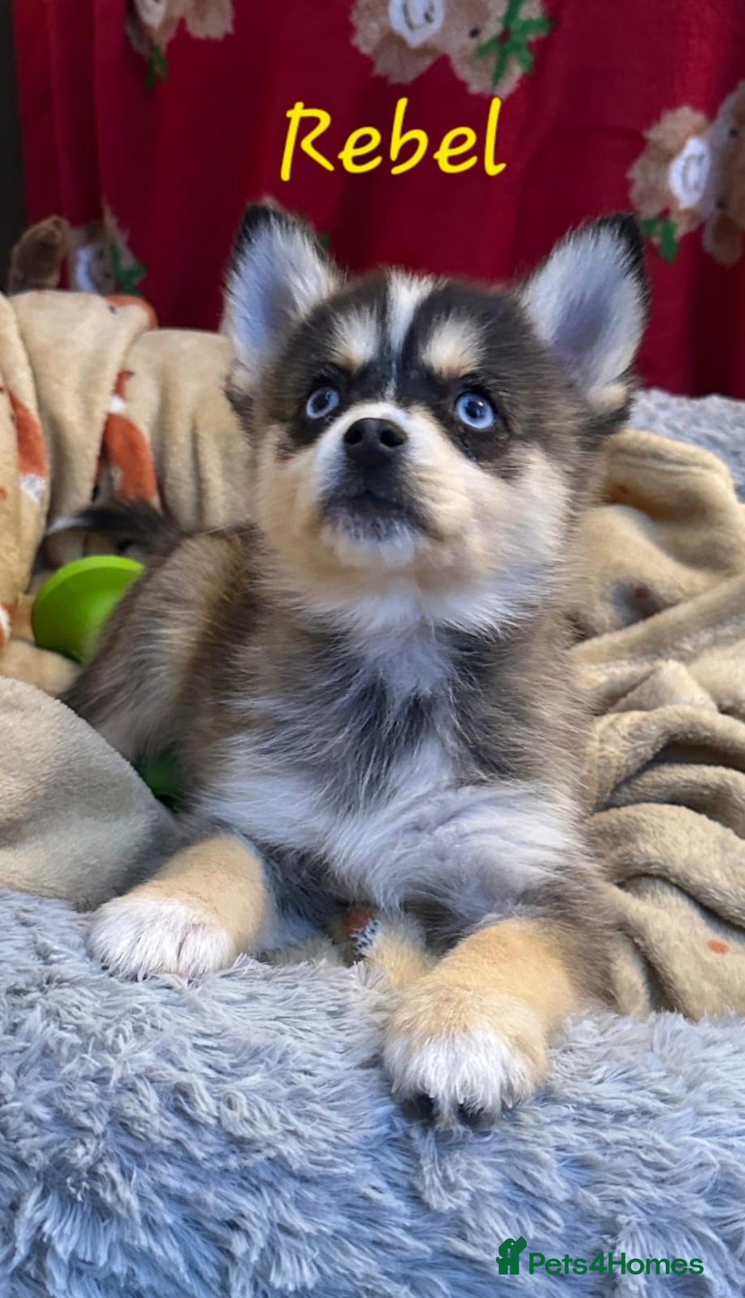 Pomsky dogs for sale: 3 Boys leftStunning Blue eyed F4 Pomsky pups - Advert 10