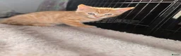 Mixed Breed cats for sale: Beautiful kittens looking for new homes in Basingstoke - Advert 19