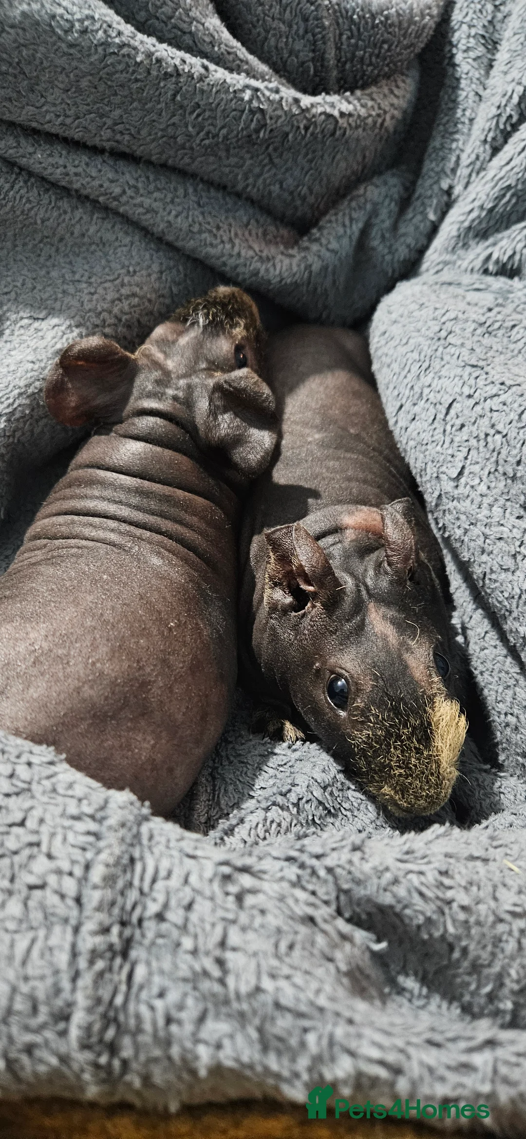 Guinea Pig rodents for sale: 2 male skinny pigs  - Advert 9