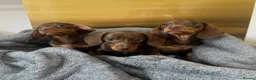 Miniature Dachshund dogs for sale: KC Registered Miniature Dachshund girls - Advert 3