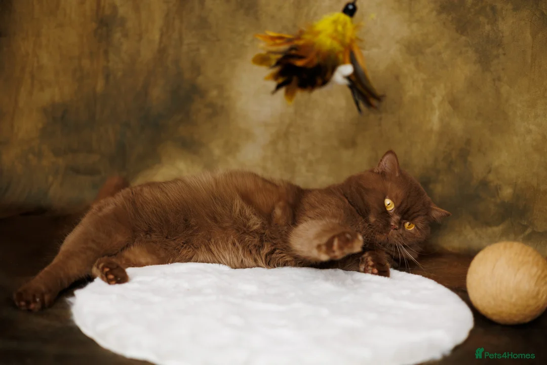 British Shorthair cats for stud: GCCF/TICA Cinnamon Stud in London - Advert 3