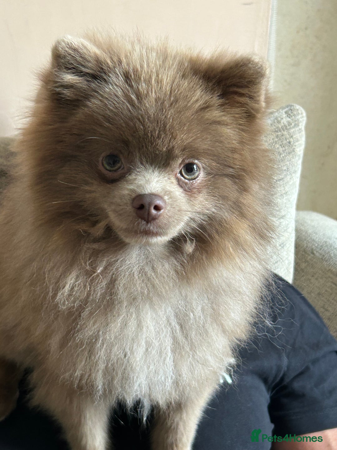 Pomeranian dogs for stud: 💙 Jimmy Pom Stud 💙 - Advert 3