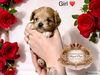 Maltipoo dogs 👑One in a Million F1 tiny Asian Maltipoo👑 - Advert 1