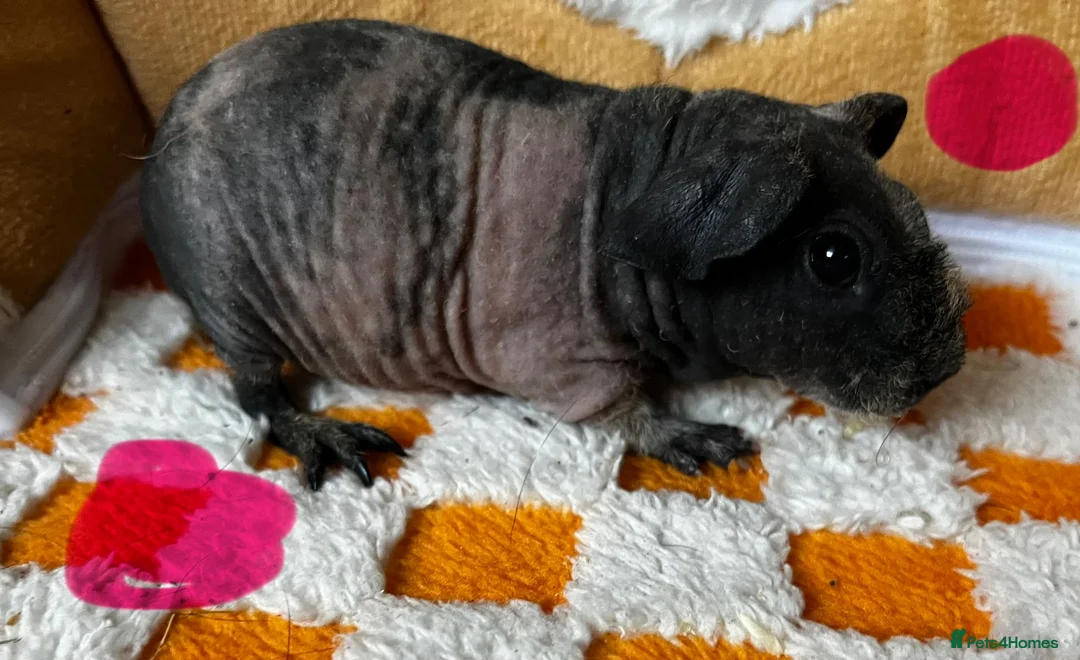 Guinea Pig rodents for sale: Baby Male & Female Guinea Pigs - Advert 8