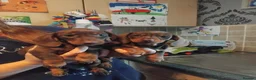 Miniature Dachshund dogs for sale: Miniature dachshund  - Advert 5