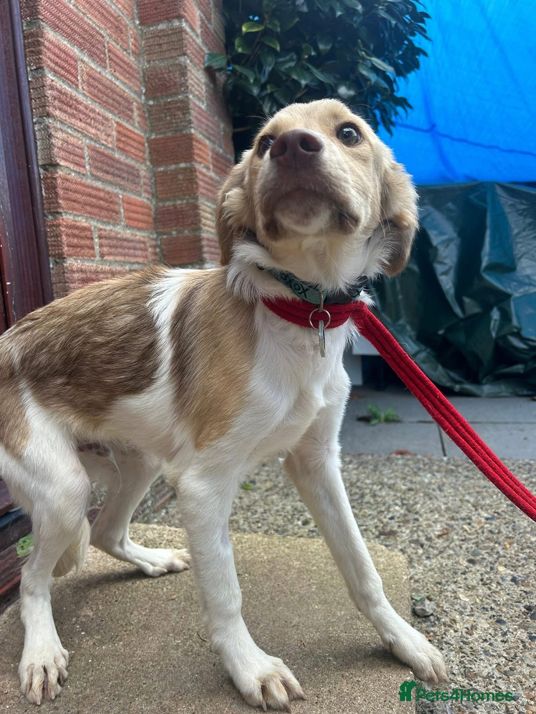 Mixed Breed dogs for adoption: Pocket - Norwich Norfolk  - Image 5