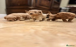 Mini Goldendoodle dogs for sale: Goldendoodle Puppies F2– Therapy & Support Dog Mum - Image 4