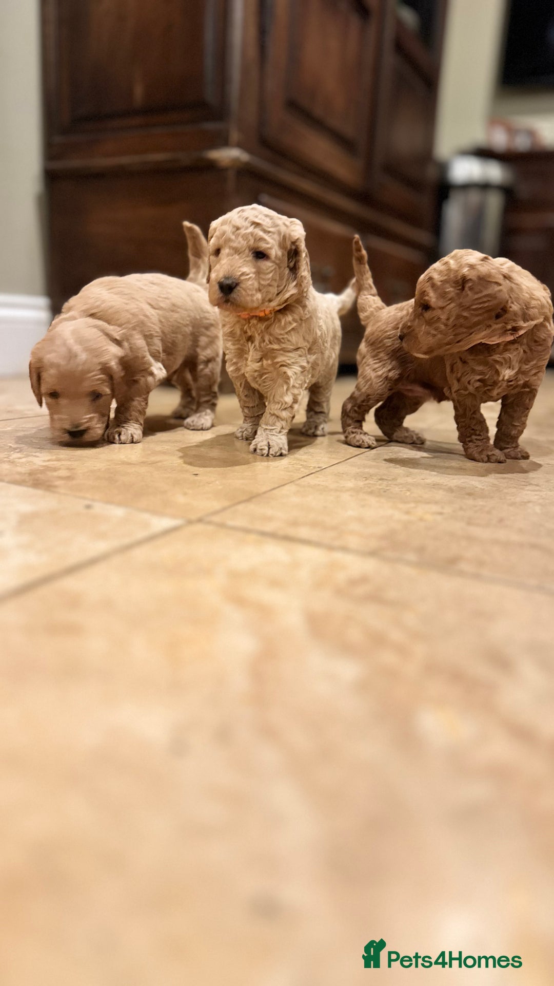 Mini Goldendoodle dogs for sale: Goldendoodle Puppies F2– Therapy & Support Dog Mum - Image 4