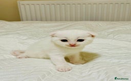 Scottish Fold cats for sale: Scottish Fold & Straight Kittens for Sale - Image 4